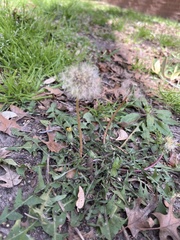 Taraxacum erythrospermum