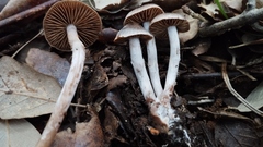 Hydrocybe