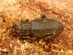 Brachyderes incanus
