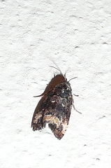 Endothenia lapideana