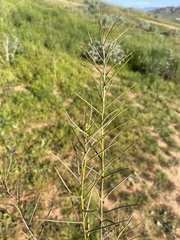 Sisymbrium erysimoides