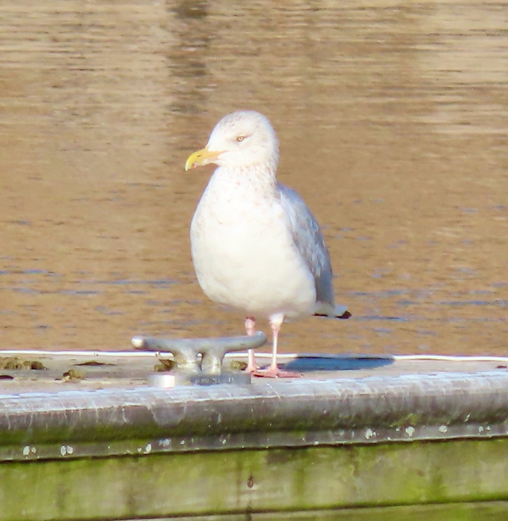 옅은재갈매기 from Jackson Park, Chicago, IL, USA on 2023년... by randyshonkwiler · iNaturalist 옅은재갈매기 (Larus smithsonianus)