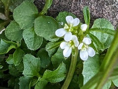 Cardamine hirsuta