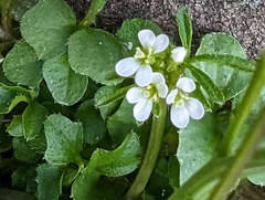 Cardamine hirsuta