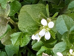 Cardamine hirsuta