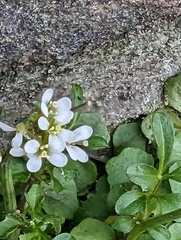Cardamine hirsuta