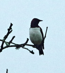 Cinnyricinclus leucogaster