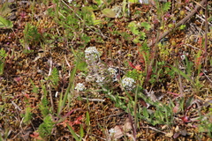 Lepidium heterophyllum