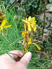 Asphodeline lutea