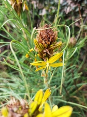 Asphodeline lutea