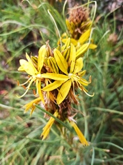 Asphodeline lutea