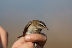 Acrocephalus melanopogon