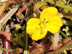 Camissoniopsis