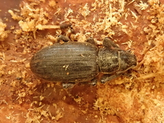 Brachyderes incanus