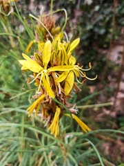 Asphodeline lutea
