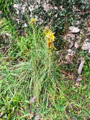 Asphodeline lutea