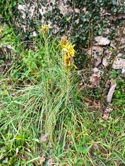 Asphodeline lutea