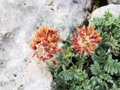 Oxytropis amethystea