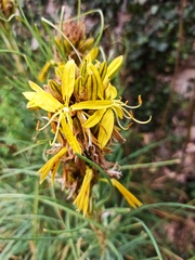 Asphodeline lutea