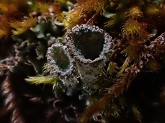Cladonia humilis
