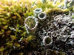 Cladonia humilis