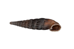 Laciniaria plicata