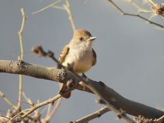 Myiarchus cinerascens