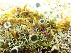 Cladonia humilis