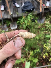 Stachys floridana