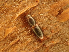 Rhizophagus dispar