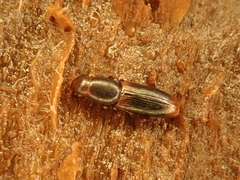 Rhizophagus dispar