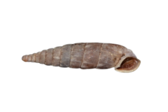 Laciniaria plicata