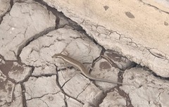 Trachylepis spilogaster