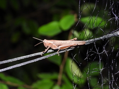 Abracris flavolineata