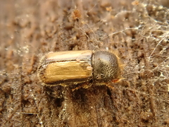 Trypodendron domesticum