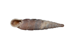 Laciniaria plicata