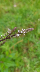 Verbena carolina