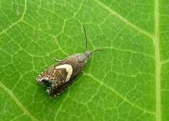 Grapholita lunulana