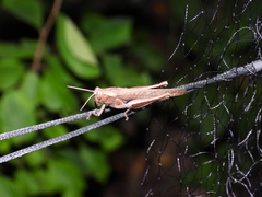 Abracris flavolineata