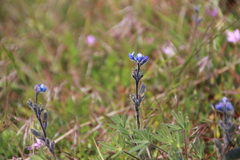 Lupinus polycarpus