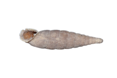 Laciniaria plicata