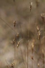 Andropogon