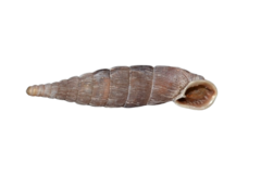 Laciniaria plicata