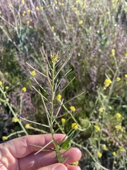Sisymbrium erysimoides