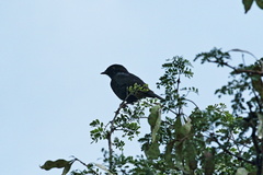 Melaenornis pammelaina