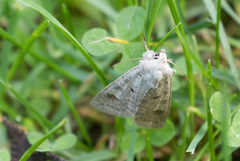 Ammoconia caecimacula