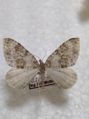 Entephria infidaria