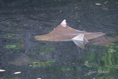 Rhinoptera steindachneri