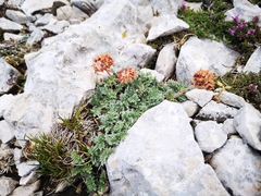 Oxytropis amethystea
