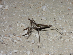 Phasmomantis sumichrasti